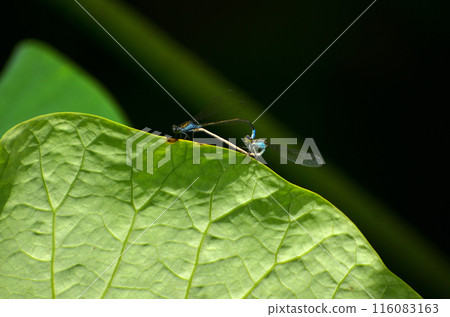 Primitive lotus pond - The love season of the blue-tailed skimmer Primitive lotus pond - The love season of the blue-tailed skimmer 116083163