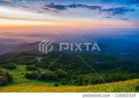 [Tochigi Prefecture] Nikko Kirifuri Highlands Day Hemerocallis at dawn in Hemerocallis nipponica 116083324