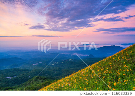 [Tochigi Prefecture] Nikko Kirifuri Highlands Day Hemerocallis at dawn in Hemerocallis nipponica 116083329