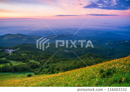 [Tochigi Prefecture] Nikko Kirifuri Highlands Day Hemerocallis at dawn in Hemerocallis nipponica 116083332