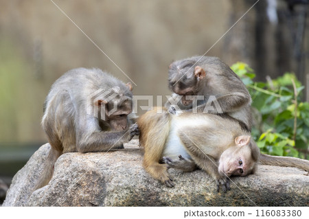 A monkey to make a hair 116083380