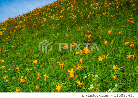 [Tochigi Prefecture] Nikko Kirifuri Highlands Day Hemerocallis day lilies in the Hemerocallis field early in the morning 116083433