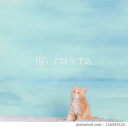 Cat Copy Space Background In Light Blue Color Colour. Young Red Maine Coon Kitten Cat Sitting On Sofa. Coon Cat, Maine Cat, Maine Shag. Amazing Pets Pet. Portrait On Backdrop. Panorama Panoramic View 116083520