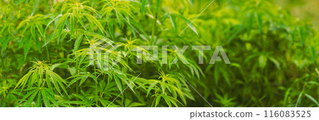 Legal Green Marijuana Cannabis Leaves Growing At Farm In Summer Day, Beautiful Cannabis Background. Cultivation Background. Marijuana Cultivation Green Lush Background Of Leaves. Young Cannabis Plant Legal Green Marijuana Cannabis Leaves Growing At Farm In Summer Day, Beautiful Cannabis Background. Cultivation Background. Marijuana Cultivation Green Lush Background Of Leaves. Young Cannabis Plant 116083525