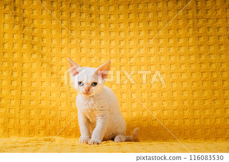 Happy Funny Small Little White Devon Rex Kitten Kitty Posing On Yellow Plaid Background. Short-haired Cat Of English Breed. Shorthair Pet Cat Happy Funny Small Little White Devon Rex Kitten Kitty Posing On Yellow Plaid Background. Short-haired Cat Of English Breed. Shorthair Pet Cat 116083530