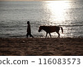 Man walking a horse on the beach 116083573