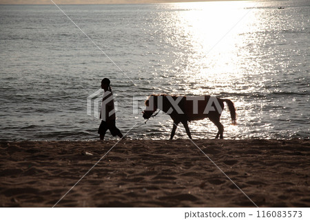牽著馬在海灘上散步的人 116083573