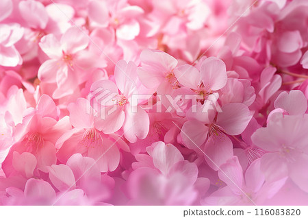 Background material with cherry blossom petals scattered all over Background material with cherry blossom petals scattered all over 116083820