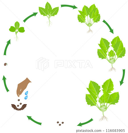 Life cycle of a kohlrabi plant on a white background. Life cycle of a kohlrabi plant on a white background. 116083905