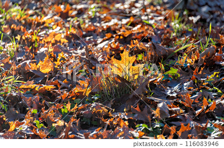 Yellow maple leaf outstand out of the foliage laying on the ground 116083946