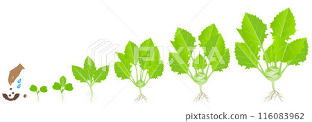 Cycle of growth of a kohlrabi plant on a white background. 116083962