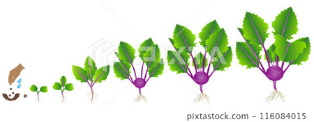 Cycle of growth of purple kohlrabi plant on a white background. 116084015