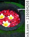 Plumeria floating in water 116084208