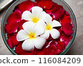 Plumeria floating in water 116084209