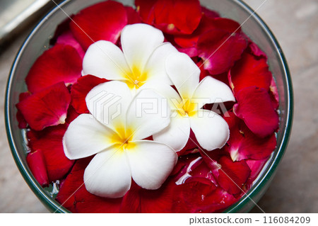 Plumeria floating in water Plumeria floating in water 116084209