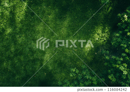 Background material of grass seen from above Background material of grass seen from above 116084242