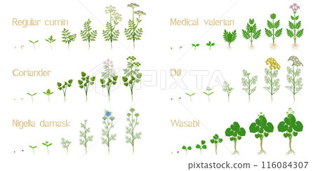 Set of growth cycles of cultivated plants on a white background. 116084307