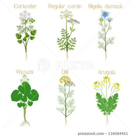 Set of cultivated plants on a white background. 116084401