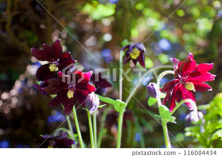 “黑洞”的單花。西耬斗菜的花語是「回憶的戀人」、「分手的戀人」。帶著反思。 “黑洞”的單花。西耬斗菜的花語是「回憶的戀人」、「分手的戀人」。帶著反思。 116084434