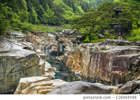 初夏根座橫子[木曾郡今松町] 116084506