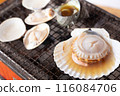Fresh scallop 116084706