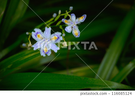 沙加被雨淋濕了 116085124