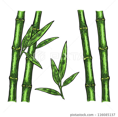 Bamboo trees with leaf. Vintage vector engraving 116085137