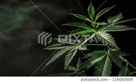 Marijuana, cannabis herb with a smoke on dark background. 116085609
