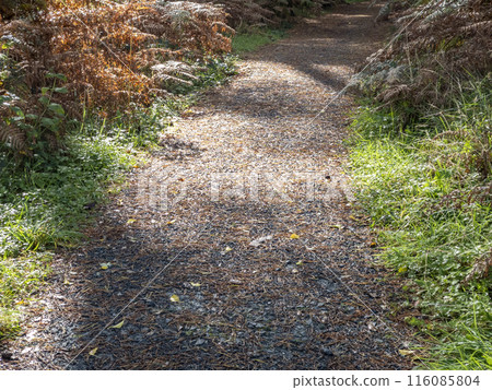 Path in Glenveagh National Park, Republic Donegal, Ireland 116085804