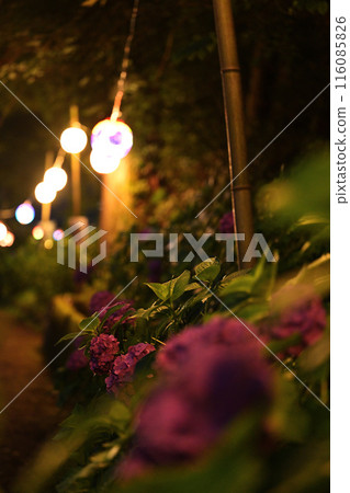 Illuminated hydrangea Illuminated hydrangea 116085826