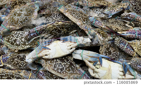 Top view of fresh crabs display in wet market for sale. Seafood concept Top view of fresh crabs display in wet market for sale. Seafood concept 116085869