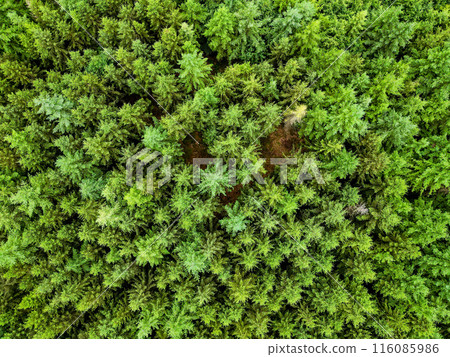 Observe an aerial view showcasing the lush and dense green canopy of a beautiful forest Observe an aerial view showcasing the lush and dense green canopy of a beautiful forest 116085986