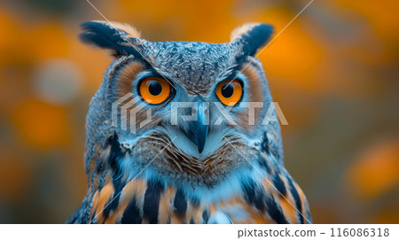 Owl wallpaper. Owl poster Owl wallpaper. Owl poster 116086318