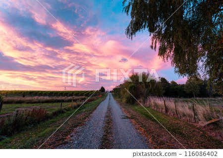 View of vineyard field growing on hill with colorful sky in the morning View of vineyard field growing on hill with colorful sky in the morning 116086402