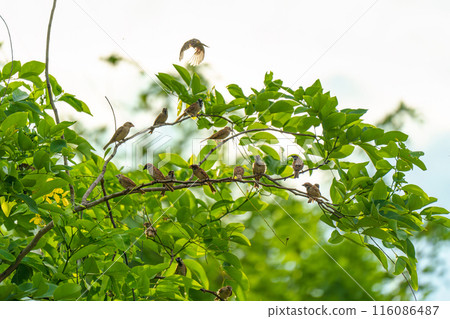 Flock of Tree Sparrow common bird are perching on tree branch with green leaves 116086487