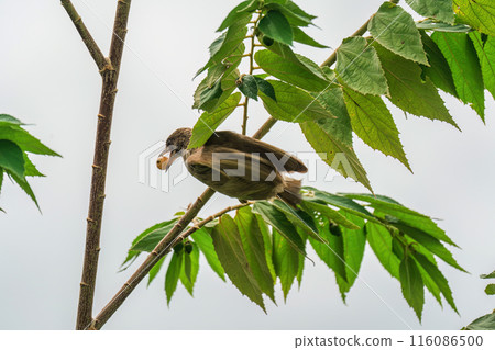 Streak eared bulbul bird perching and eating seed fruit on branch tree in tropical garden 116086500
