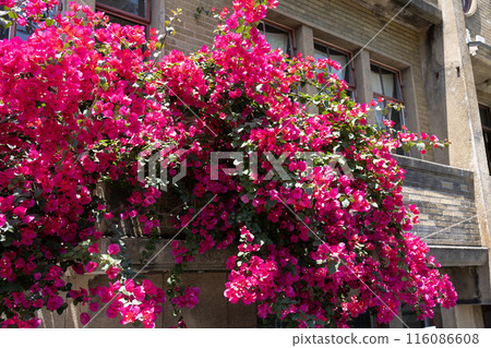 紅色九重葛花 116086608