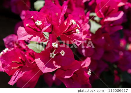 紅色九重葛花 116086617