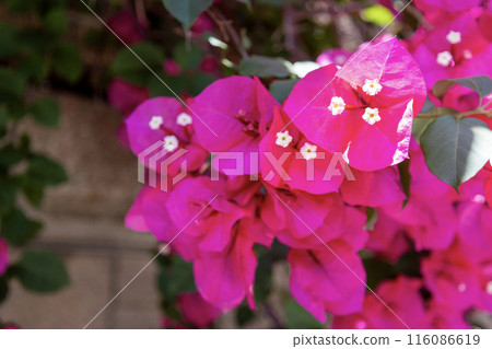 紅色九重葛花 紅色九重葛花 116086619