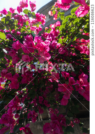 紅色九重葛花 紅色九重葛花 116086623