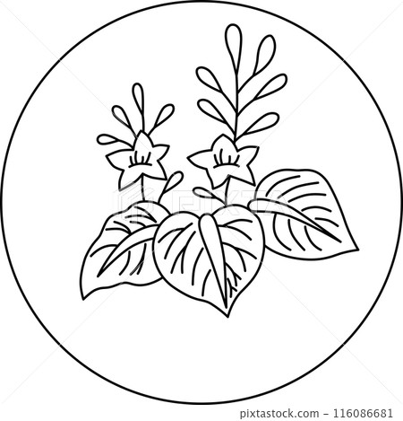 Line drawing circular Hanafuda card, December, Paulownia, December, Paulownia sap Line drawing circular Hanafuda card, December, Paulownia, December, Paulownia sap 116086681