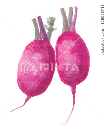 Salad radish painted in watercolor Salad radish painted in watercolor 116086711