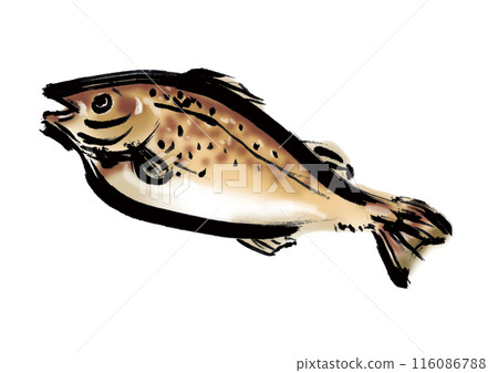 鱈魚手寫日式毛筆插畫素材 116086788