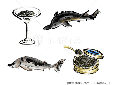 蝴蝶鯊和魚子醬手寫日式毛筆插畫素材 116086797
