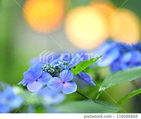 Hydrangea photographed with macro 116086888
