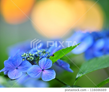 Hydrangea photographed with macro Hydrangea photographed with macro 116086889