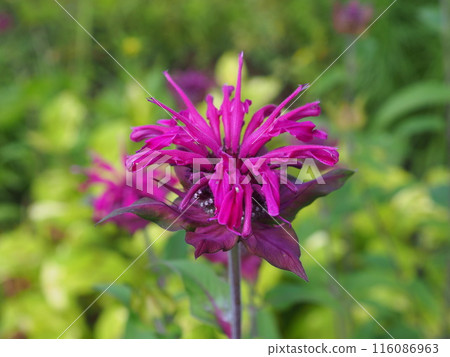 Monalda Monalda 116086963
