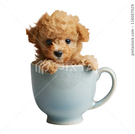 Little cute puppy of Toy Poodle dog with a cup, isolated on transparent background, cute puppy dog 116087029
