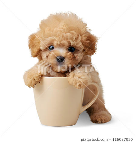 Little cute puppy of Toy Poodle dog with a cup, isolated on transparent background, cute puppy dog 116087030