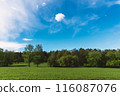 White horse stands on green meadow. 116087076